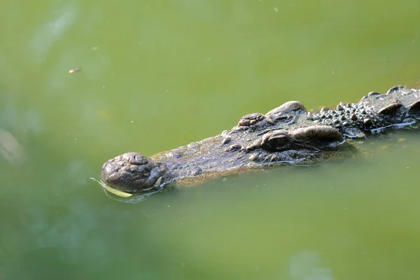 Krokodýl, plovoucí ve vodě — Stock fotografie