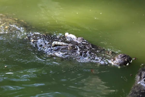 Krokodil a vízben úszó — Stock Fotó