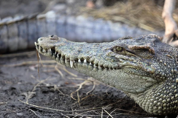 Pihen a föld krokodil — Stock Fotó