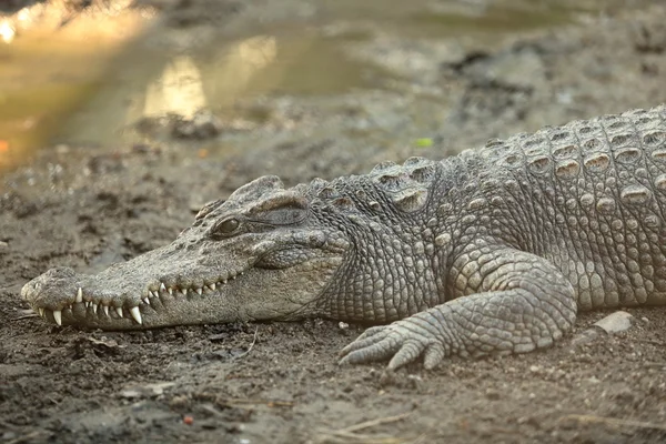 Odpočívá krokodýl na zem — Stock fotografie