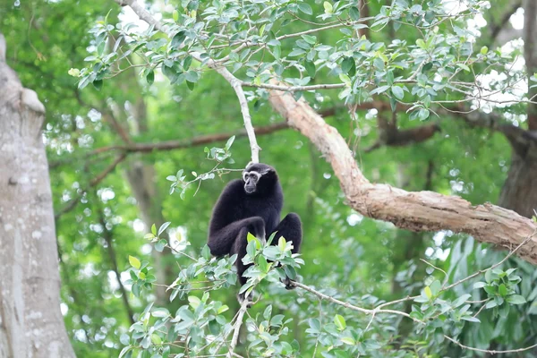 坐在树上的黑长臂猿 — 图库照片