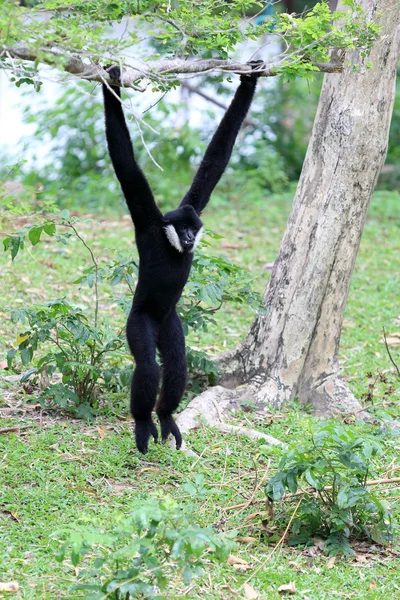 Black gibbon hanging on tree — Stock Photo, Image