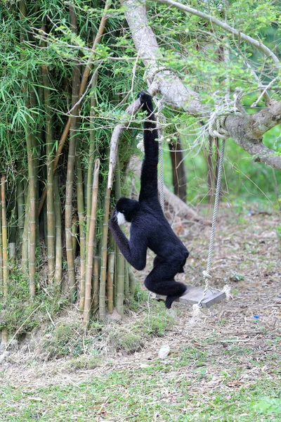 Salıncakta oturan siyah jibon