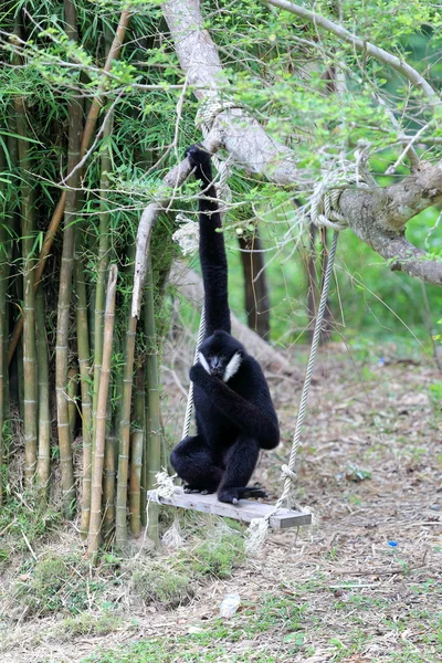 Gibão preto sentado no balanço — Fotografia de Stock