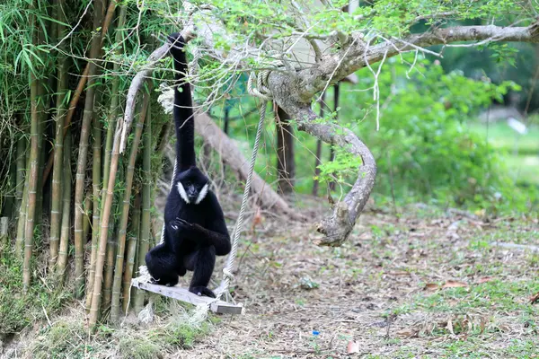 Černá gibbon sedí na houpačce — Stock fotografie
