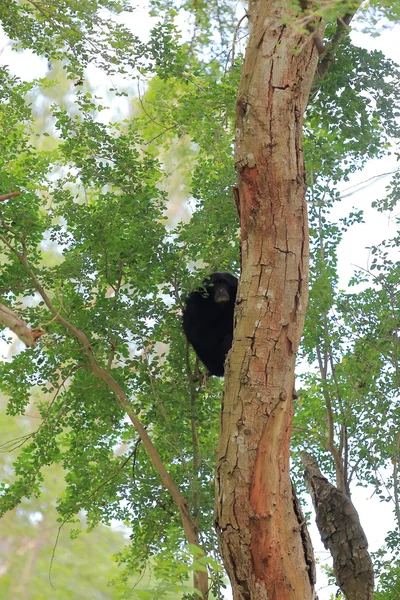 Gibon czarny siedzi na drzewie — Zdjęcie stockowe
