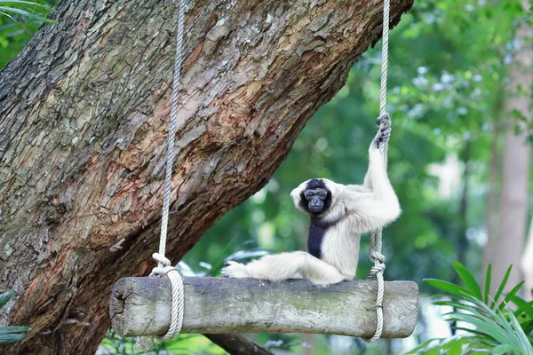 Brown gibbon sitting on swing — Stock Photo, Image