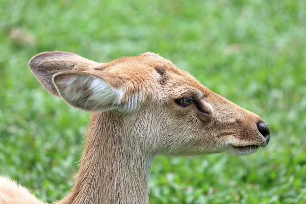 Бурая голова антилопы — стоковое фото