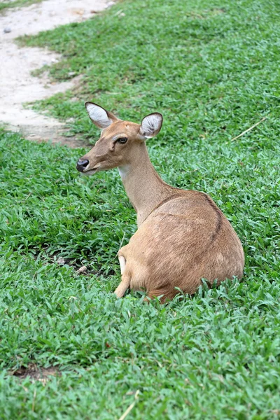 Brązowy antylopy odpoczynku na trawie — Zdjęcie stockowe
