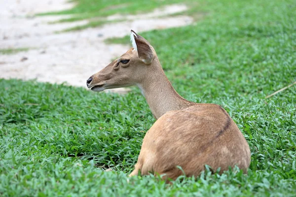 棕色的羚羊在草地上休息 — 图库照片