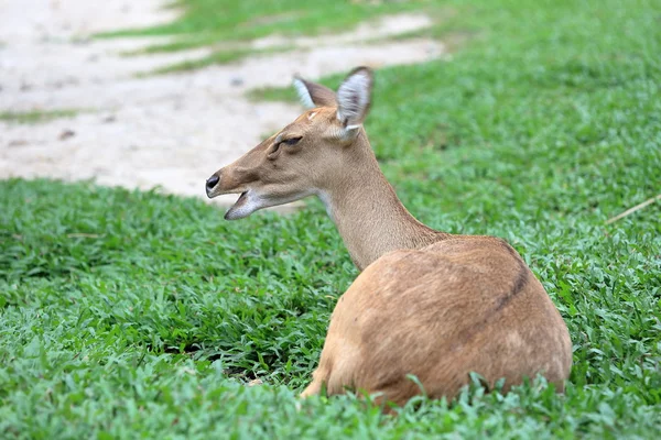 Braune Antilope ruht auf Gras — Stockfoto