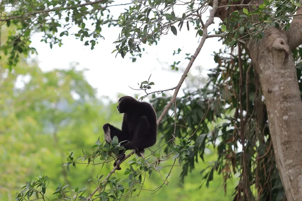 Черный гиббон сидит на дереве — стоковое фото