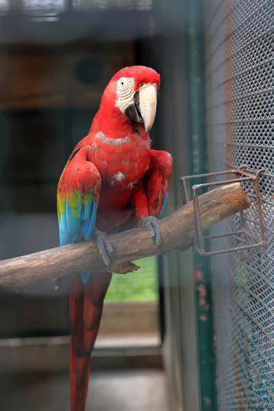 Scarlet papoušek sedící — Stock fotografie