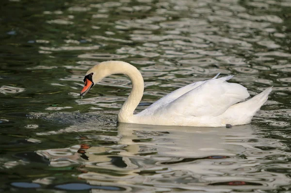 Zwevende witte zwaan — Stockfoto