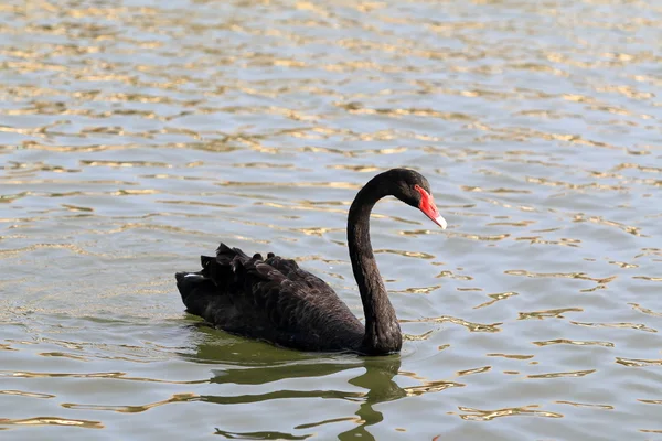 Cisne negro flotante —  Fotos de Stock