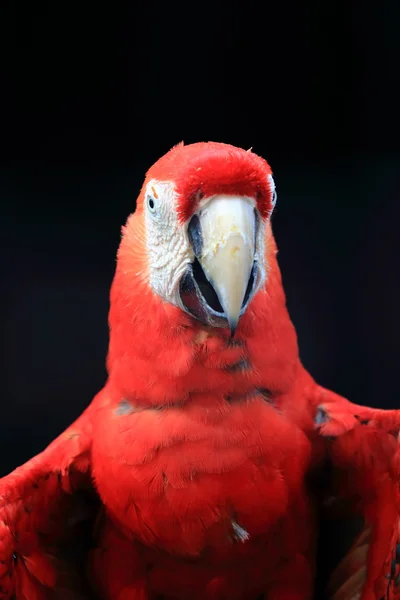 Scarlet Amerika papağanı yakın çekim — Stok fotoğraf