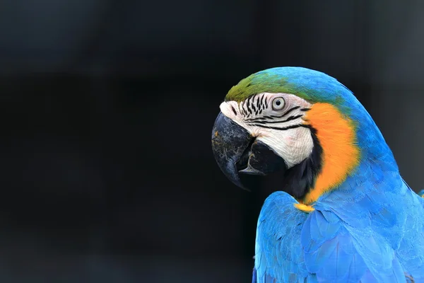 Blue throated macaw close up — Stock Photo, Image