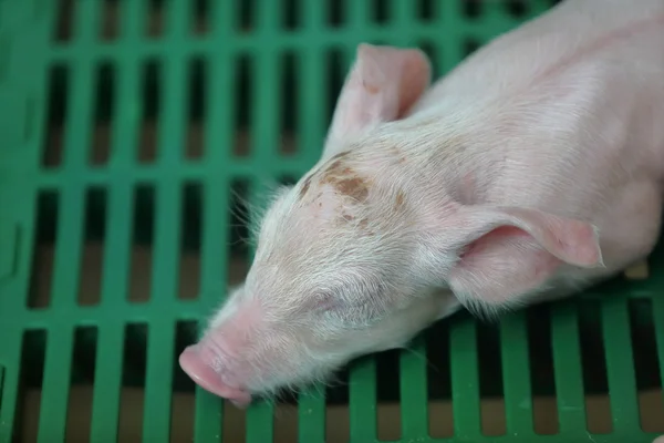 Baby pig sover Royaltyfria Stockbilder
