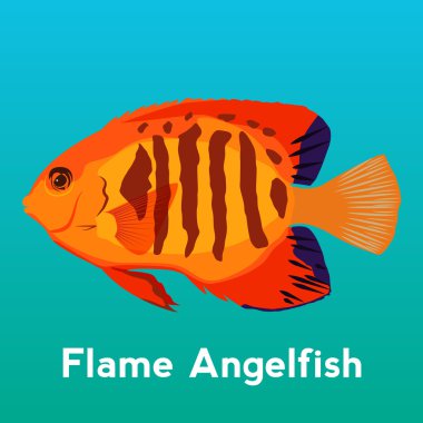 Alev Angelfish illüstrasyon