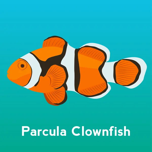 Parcula 小丑鱼图 — 图库矢量图片