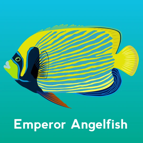 Imperatore Angelfish illustazione — Vettoriale Stock
