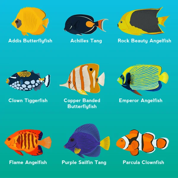 热带鱼集合 — 图库矢量图片