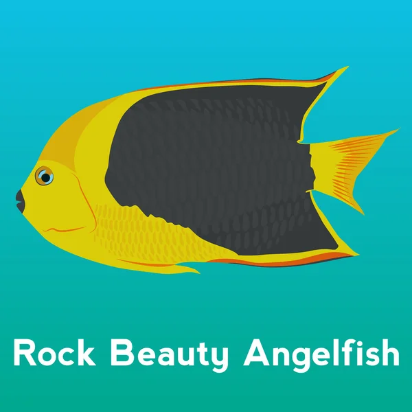 Roca belleza angelfish — Vector de stock