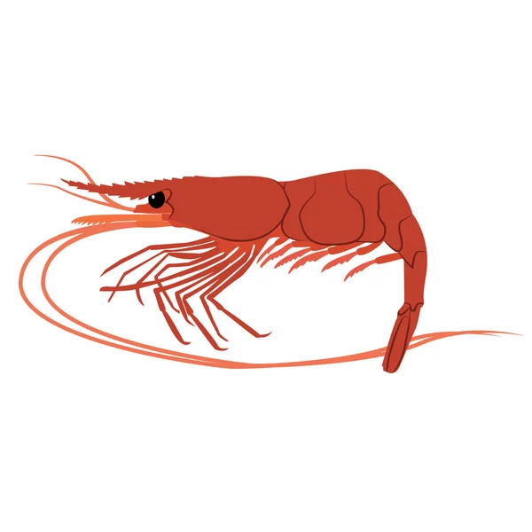 Photo-realistic red shrimp — Stock Vector