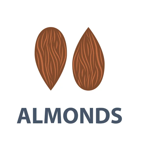 Almond seed illustration — Stock Vector