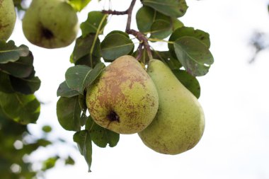 Meyve bahçesindeki ağaçta armut meyvesi