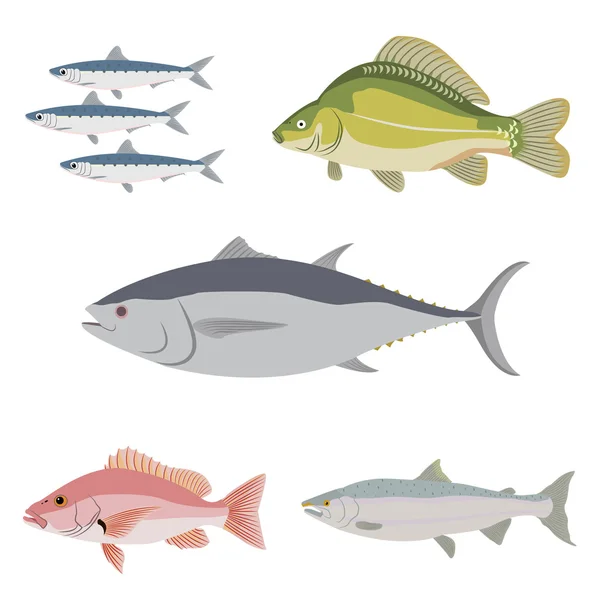 Rozdíl druh ryb — Stockový vektor