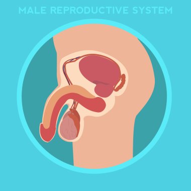 male reproductive system clipart