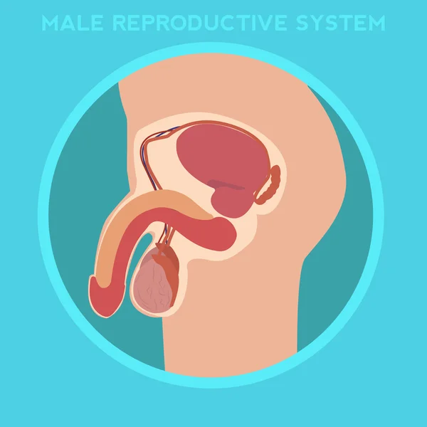 Male reproductive system — Stock Vector