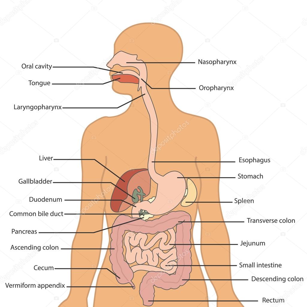 Human digestive system labeled