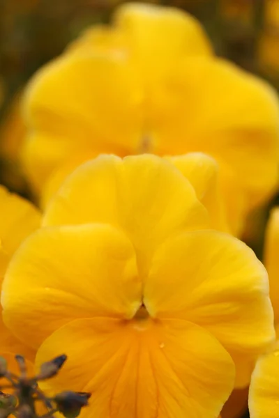 Beautiful nature in yellow violets — Stock Photo, Image