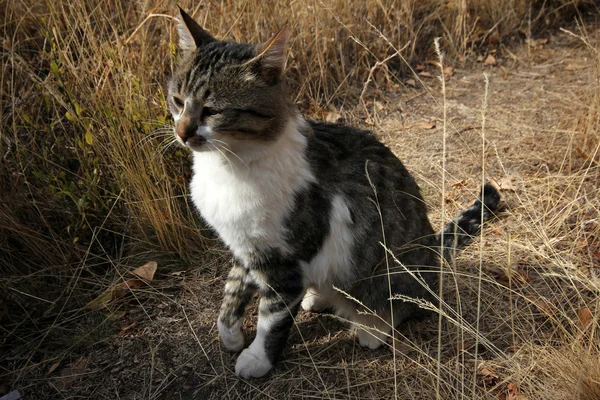 猫在花园里放松 — 图库照片