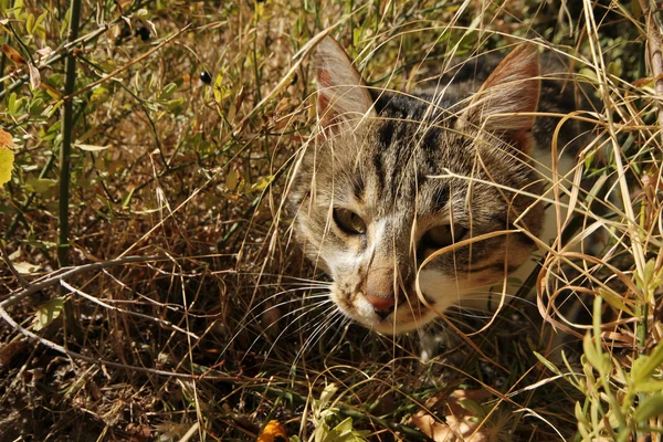 정원에서 이완 하는 고양이 — 스톡 사진