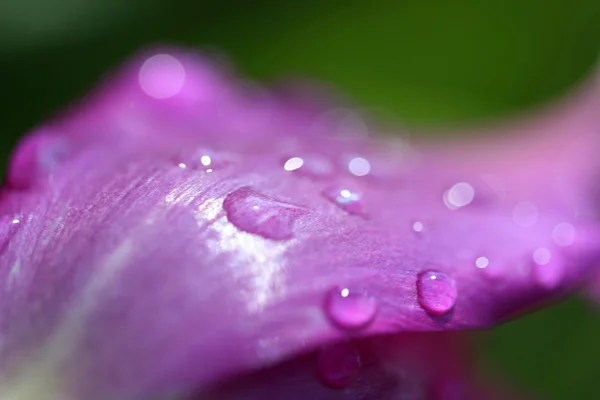 Zomerdag prachtige tulpen — Stockfoto