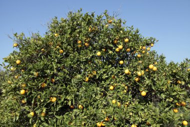 Şube portakal ağacı meyve yeşil yaprakları