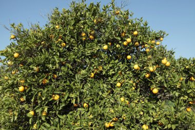 Şube portakal ağacı meyve yeşil yaprakları