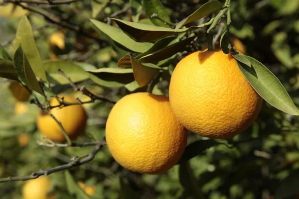 Гілка апельсинового дерева плоди зелене листя — стокове фото