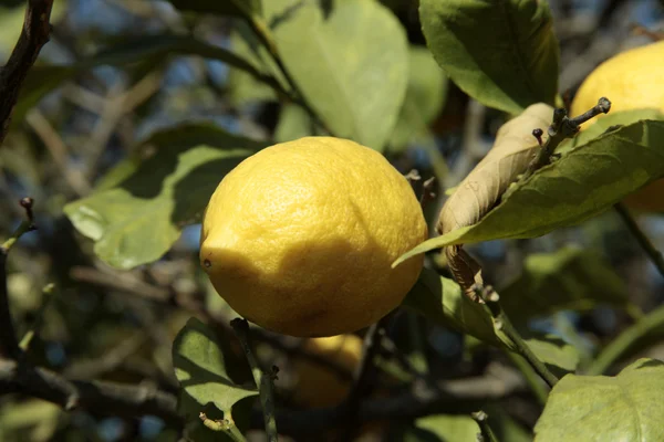 Sitruunat puussa — kuvapankkivalokuva