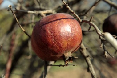 Ağaç dalında olgun nar meyvesi