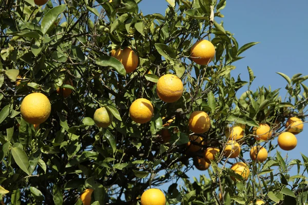 Branch lemon fruits green leaves — Stock Photo, Image