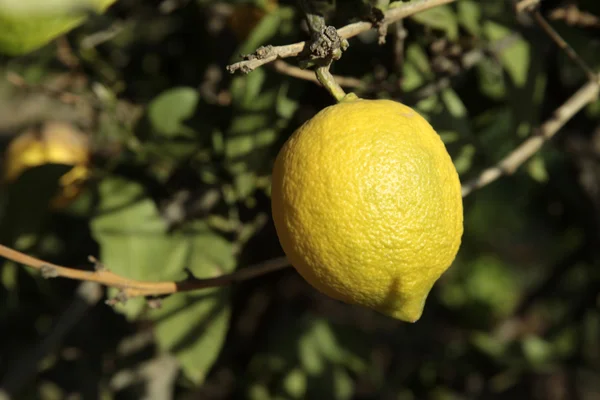 Лимони на дереві — стокове фото