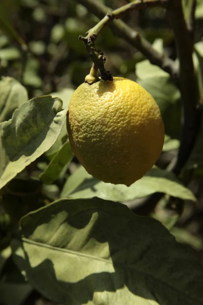 레몬 나무에 — 스톡 사진
