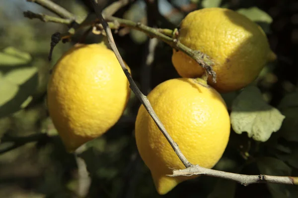 Lemons On A Tree — Stock Photo, Image