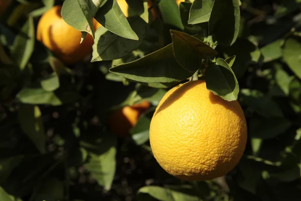 Гілка апельсинового дерева плоди зелене листя — стокове фото