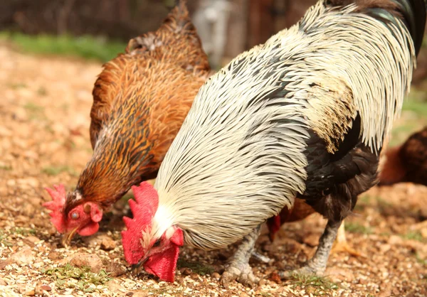 Csirke és a kakasok burjánzó jellege — Stock Fotó