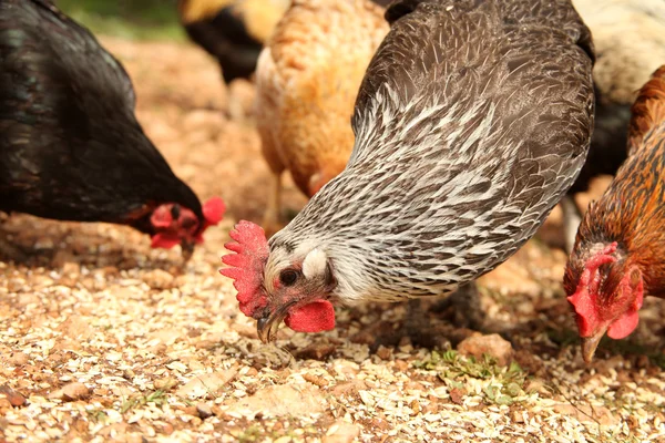 Gallo y pollo — Foto de Stock